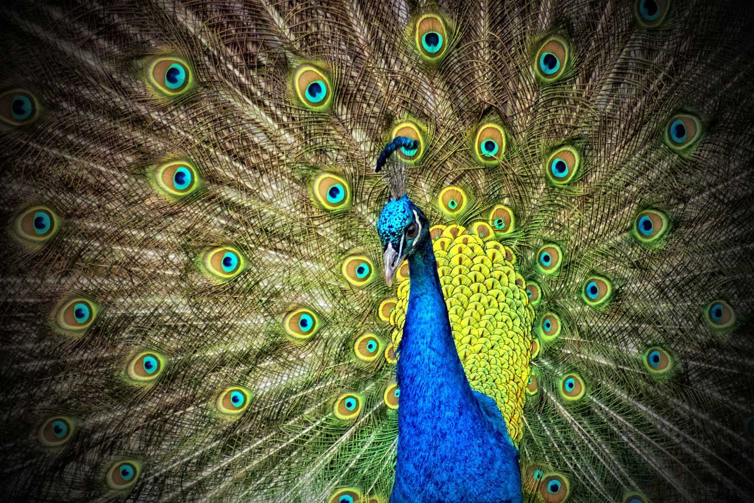 peacock